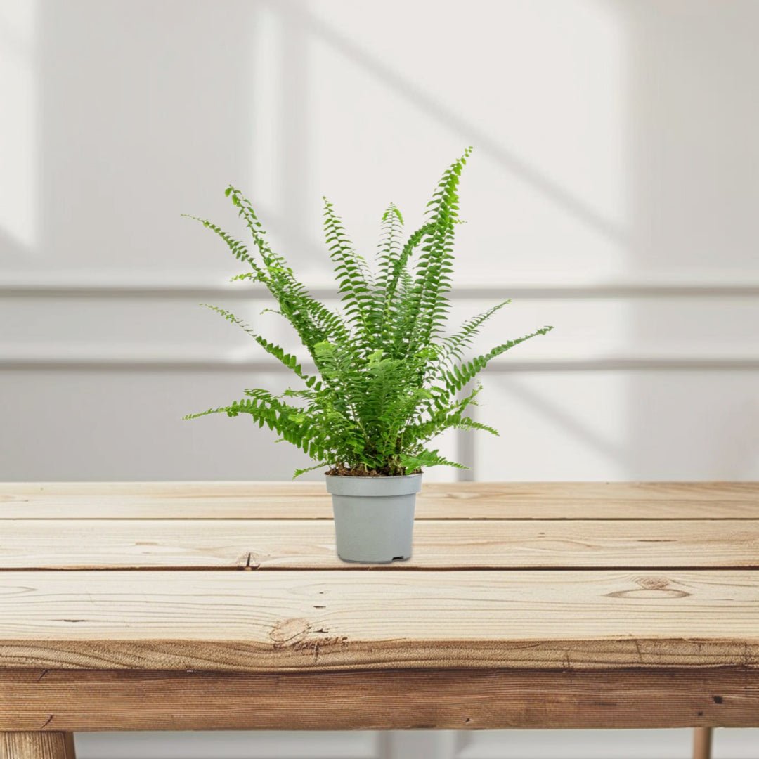 Nephrolepis exaltata "Green Lady", Boston Fern or Sword Fern - Greensouq - 