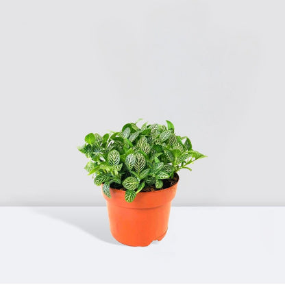 Nerve Plant Fittonia, or Mosaic Plant 5 - 10cm Spread - Greensouq - 