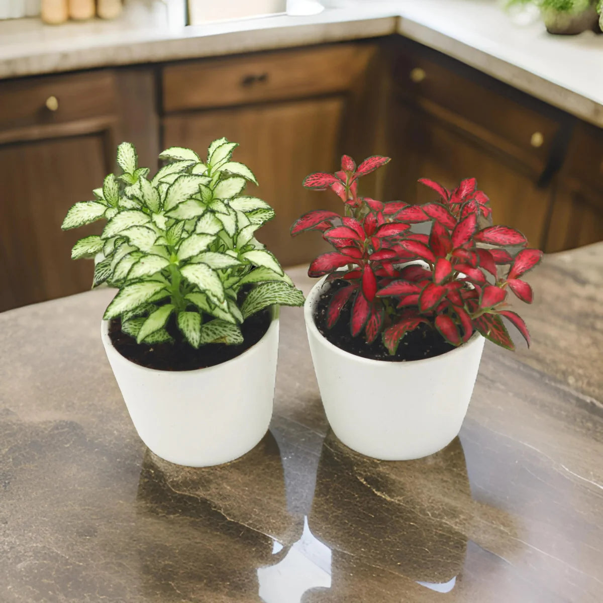 Nerve Plant Fittonia, or Mosaic Plant 5 - 10cm Spread - Greensouq - 