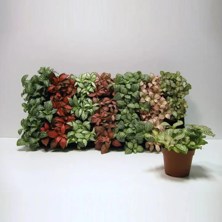 Nerve Plant Fittonia, or Mosaic Plant 5 - 10cm Spread - Greensouq - 