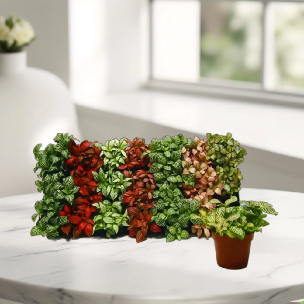 Nerve Plant Fittonia, or Mosaic Plant 5 - 10cm Spread - Greensouq - 