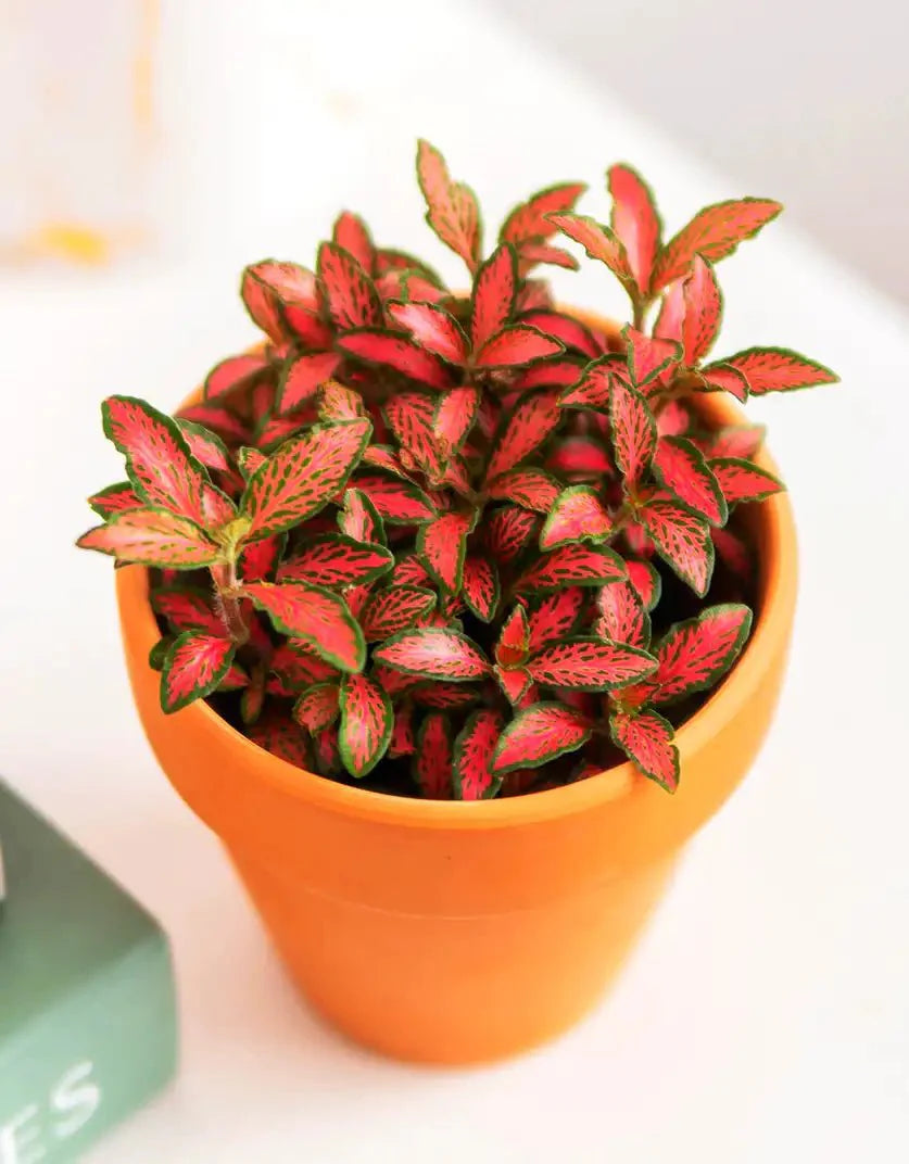 Nerve Plant Fittonia, or Mosaic Plant 5 - 10cm Spread - Greensouq - 