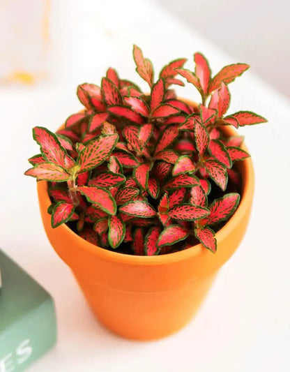 Nerve Plant Fittonia, or Mosaic Plant 5 - 10cm Spread - Greensouq - 