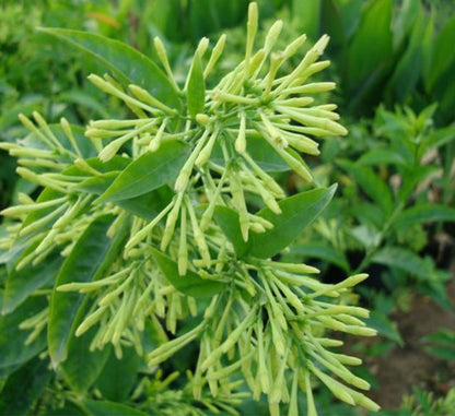 Night Queen or Raat Ki Rani"Cestrum Nocturnum or Night - blooming jasmine" - Greensouq - 