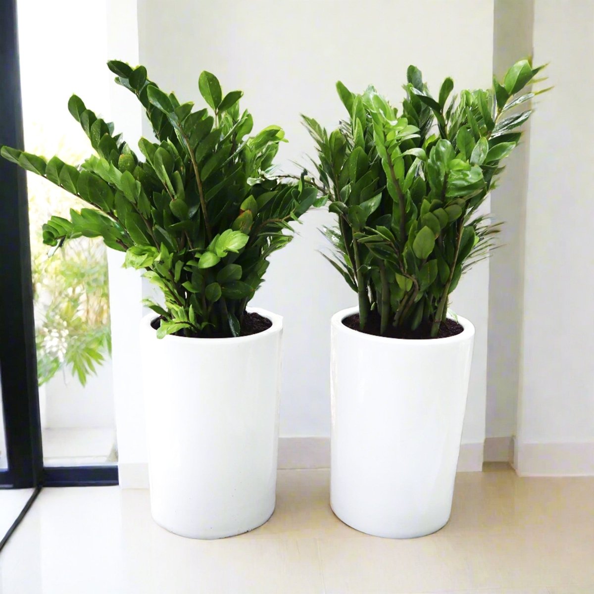 Office Plant Zz in Ceramic Pot Bundle (2xZZ Plants 0.6 - 0.8m) - Greensouq - 