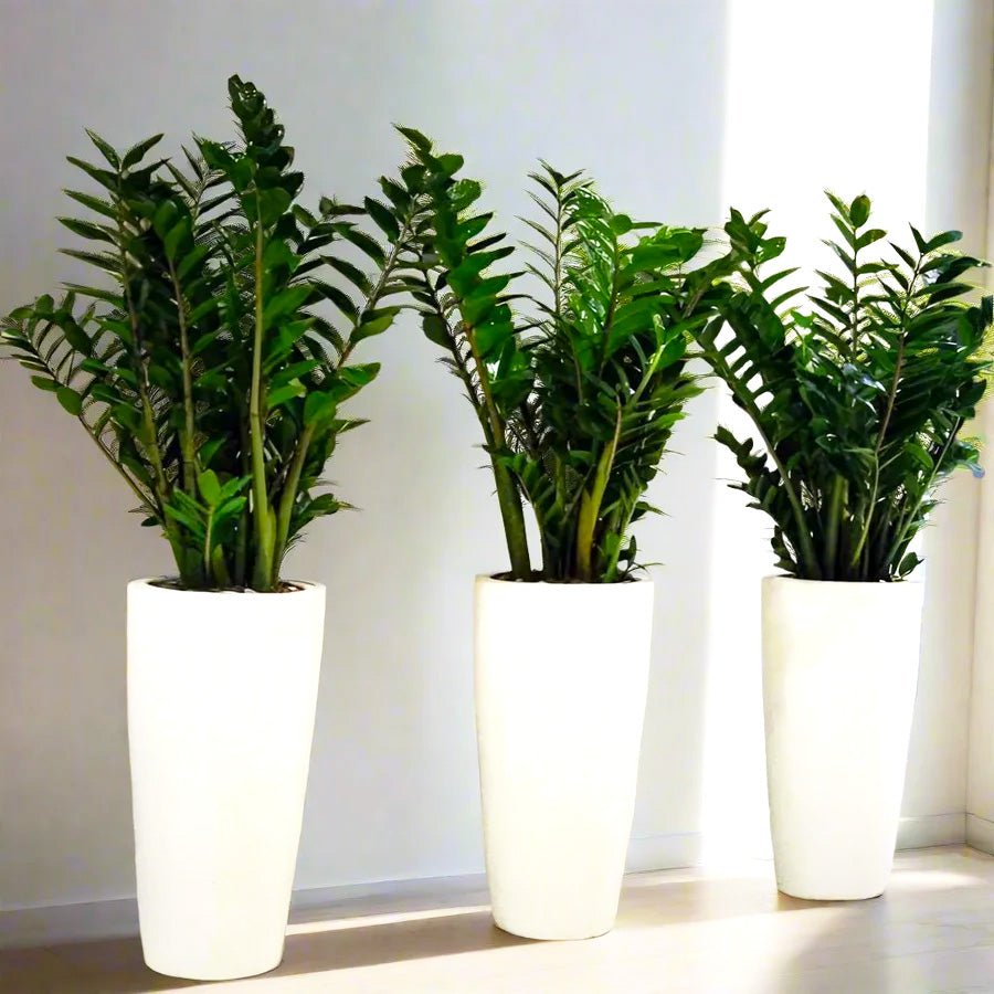 Office Plant Zz in Ceramic Pot Bundle (3pcs) 80 - 100cm - Greensouq - 