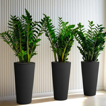 Office Plant Zz in Ceramic Pot Bundle (3pcs) 80 - 100cm - Greensouq - 
