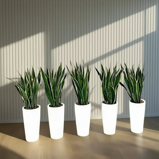 Office Snake Plant Set of 5 in Ceramic Pot 80 - 100cm - Greensouq - 