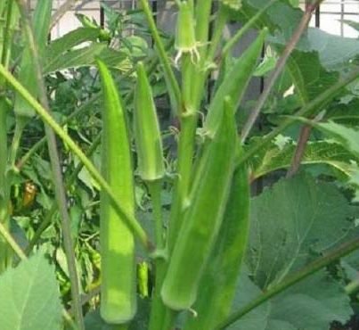 Agrimax Okra Seeds - Greensouq -