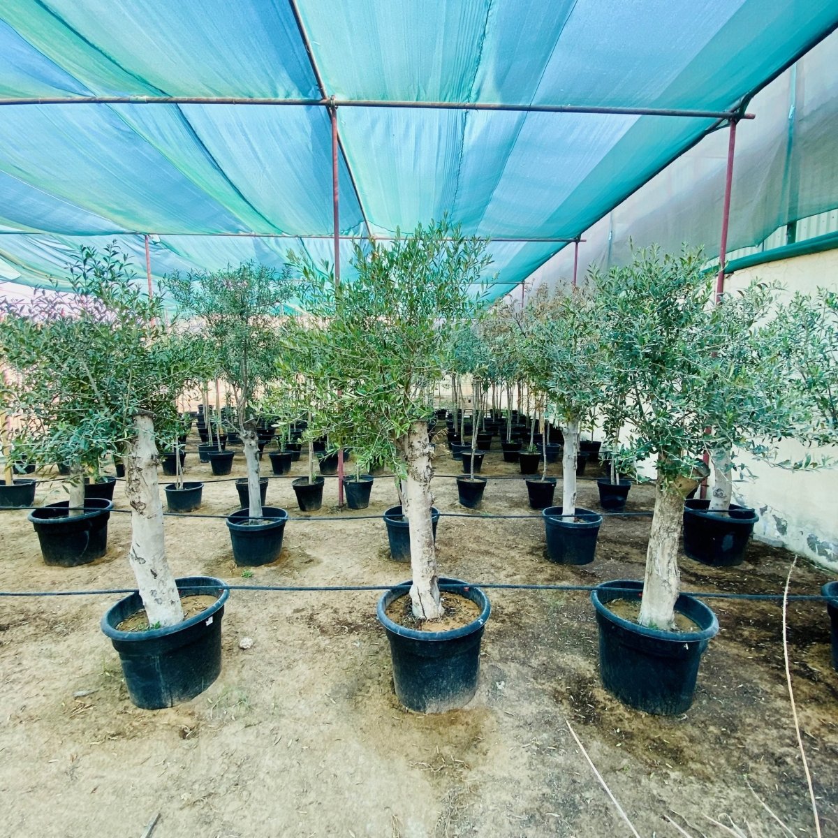Olea europea or Mature Olive Tree 1.6 - 1.8m, 100 - 120mm Dia - Greensouq - 