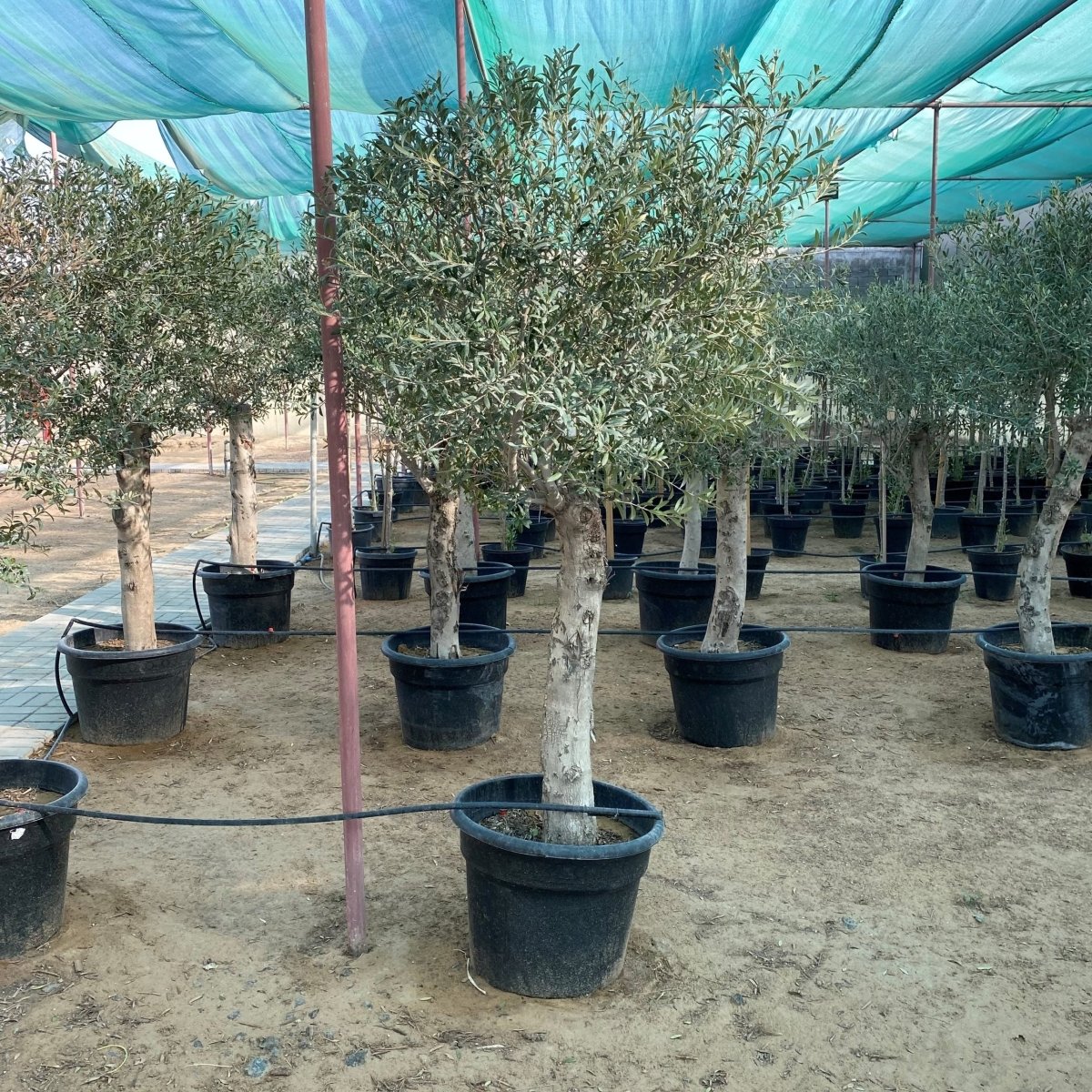 Olea europea or Mature Olive Tree 1.6 - 1.8m, 100 - 120mm Dia - Greensouq - 