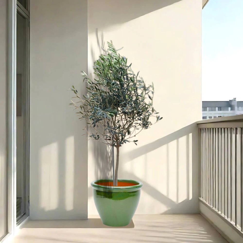 Olea europea or Olive Tree "1.0m - 2.2m" شجرة زيتون - Greensouq - 