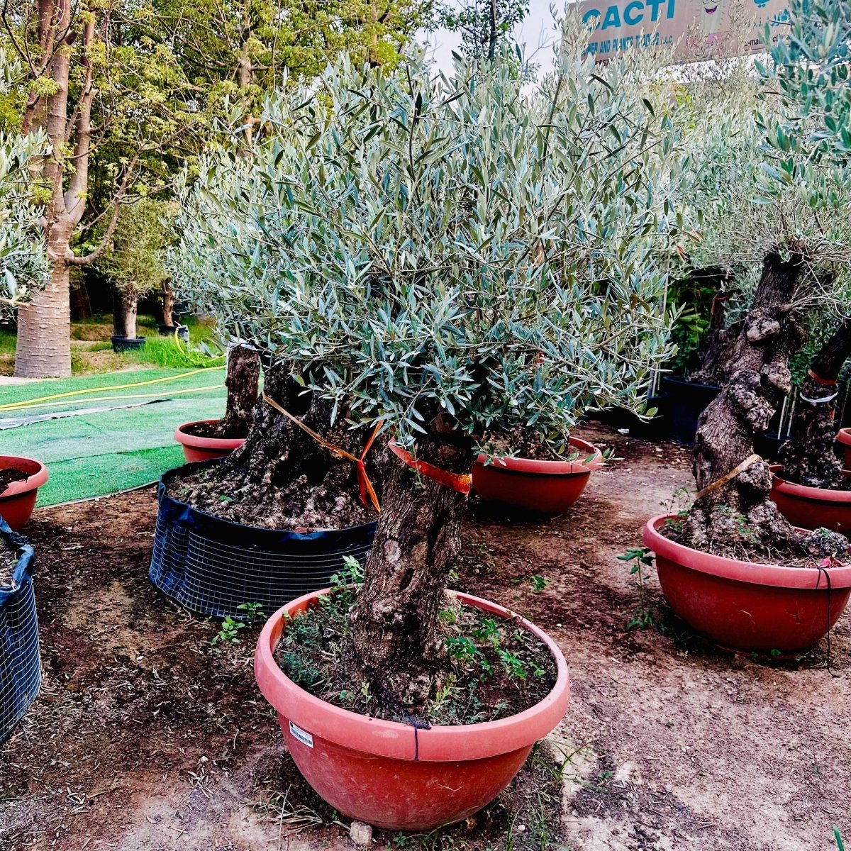Olea europea or Olive Tree 1.7 - 2.0m, 200 - 250mm Trunk Diameter, Unique Old Trunk Olive Tree - Greensouq - 