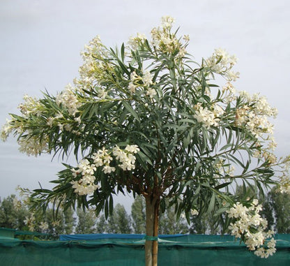 Oleander "Nerium Oleander" - Greensouq - 