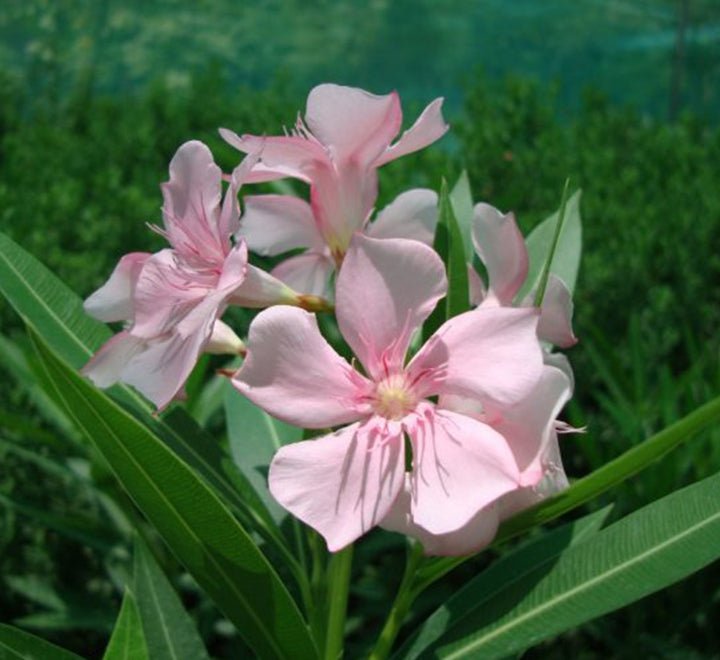 Oleander "Nerium Oleander" - Greensouq - 