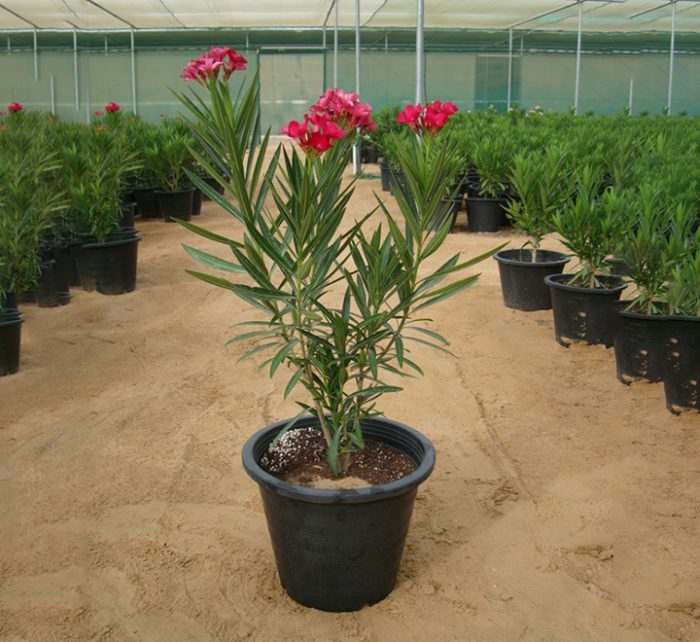 Oleander "Nerium Oleander" - Greensouq - 