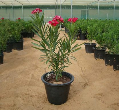 Oleander "Nerium Oleander" - Greensouq - 