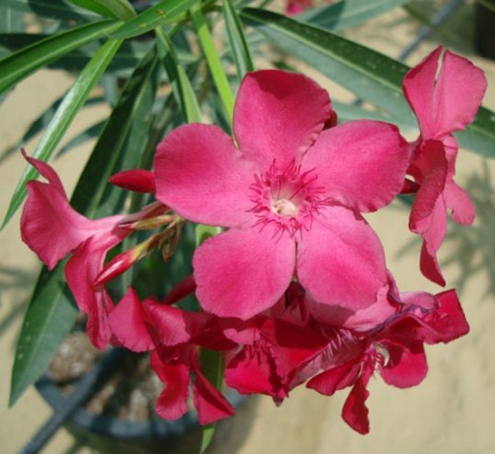 Oleander "Nerium Oleander" - Greensouq - 