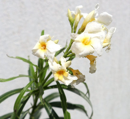 Oleander "Nerium Oleander" - Greensouq - 