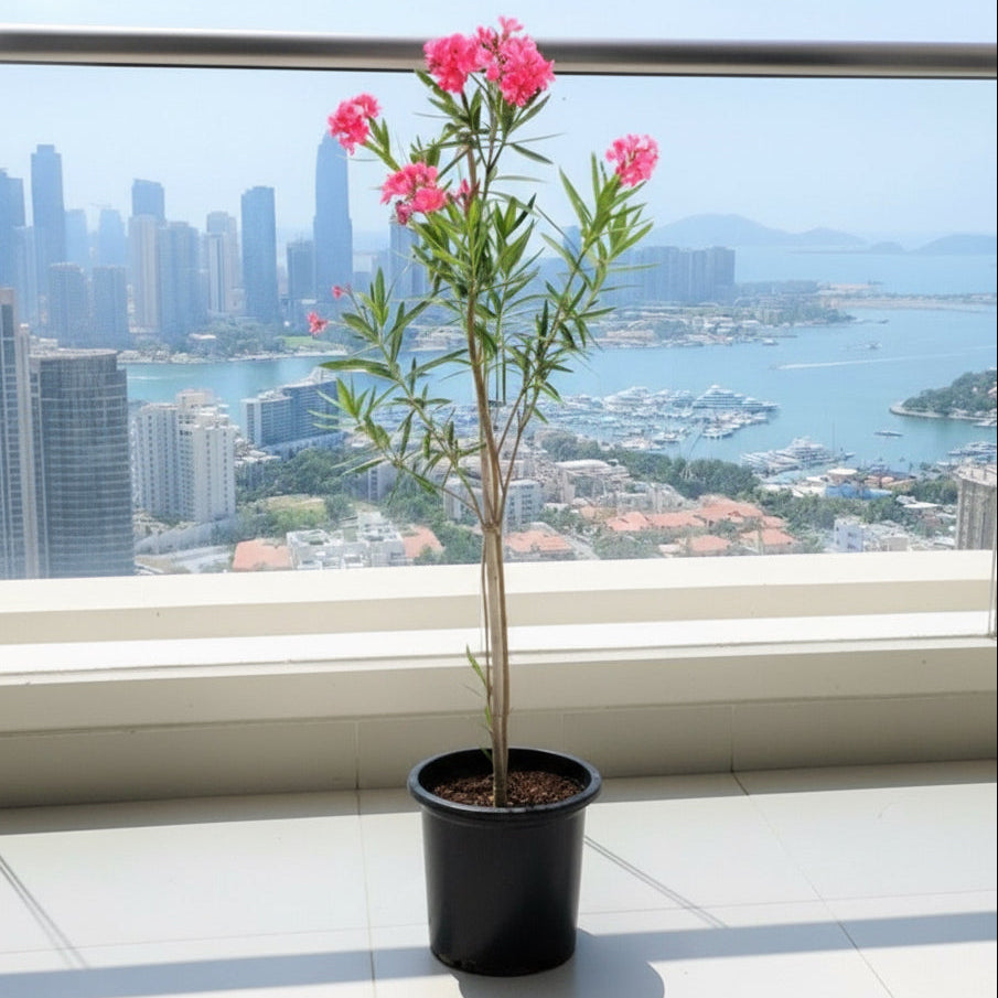 Oleander "Nerium Oleander" - Greensouq - 