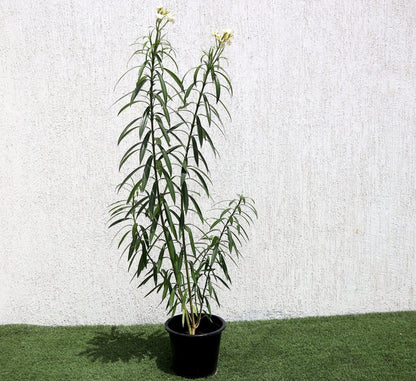 Oleander "Nerium Oleander" - Greensouq - 