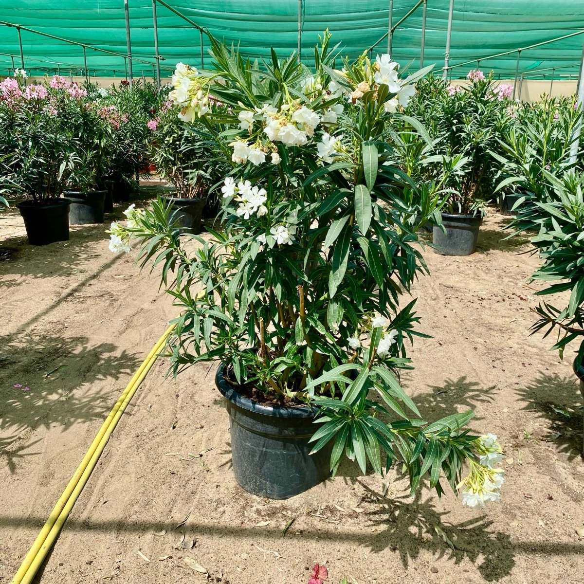 Rosebay Plant "Nerium Oleander" Mix Copa 30L - Greensouq -