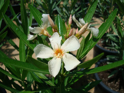 Rosebay Plant "Nerium Oleander" Mix Copa 30L - Greensouq -
