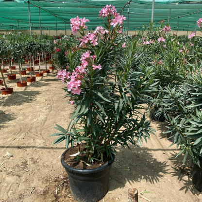 Rosebay Plant "Nerium Oleander" Mix Copa 30L - Greensouq -