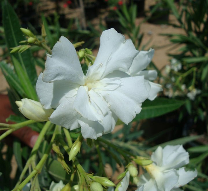 Rosebay Plant "Nerium Oleander" Mix Copa 30L - Greensouq -