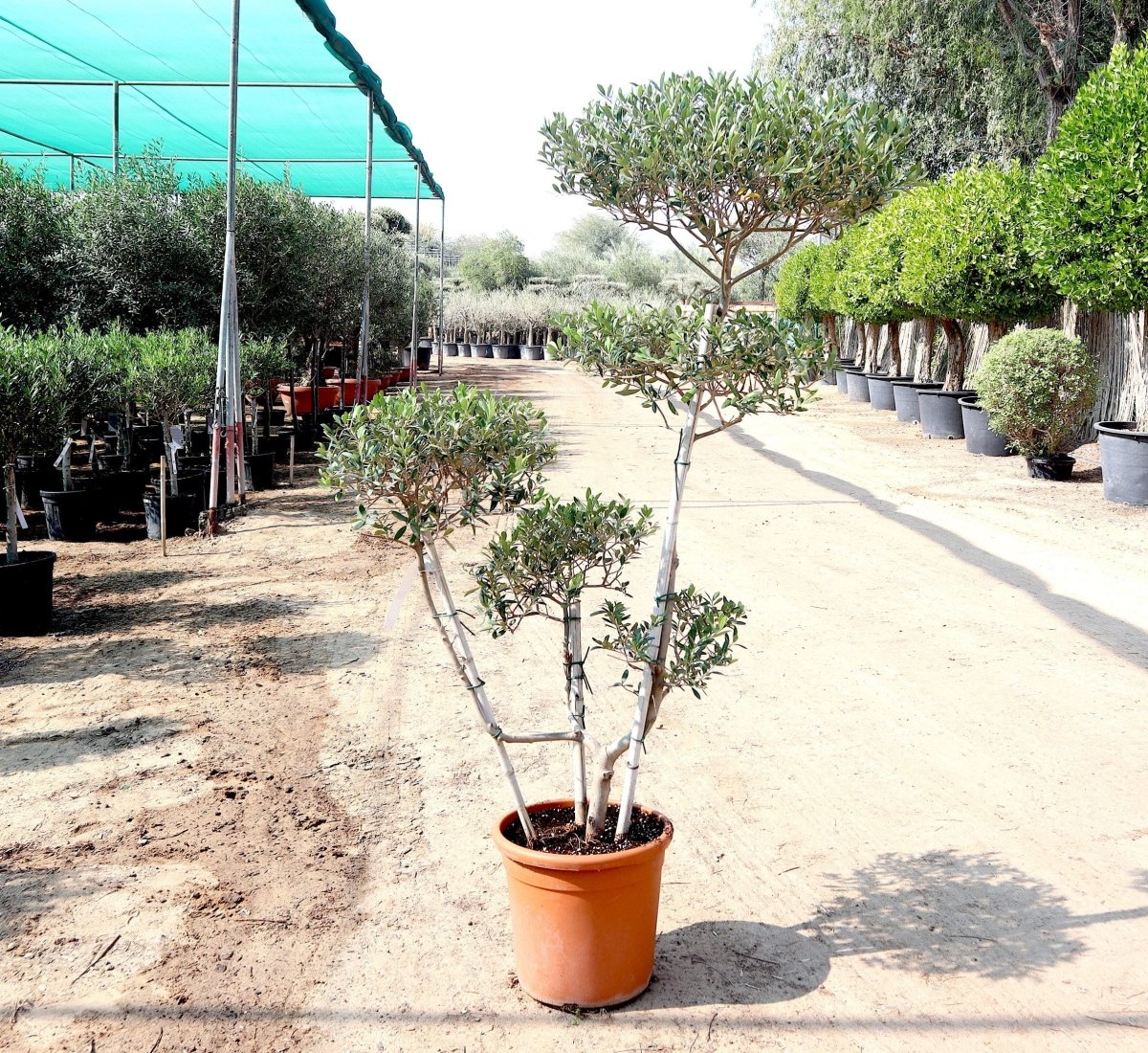 Olive Multihead | Multihead Olea Europea 1.0m - 1.2m شجرة زيتون - Greensouq - 