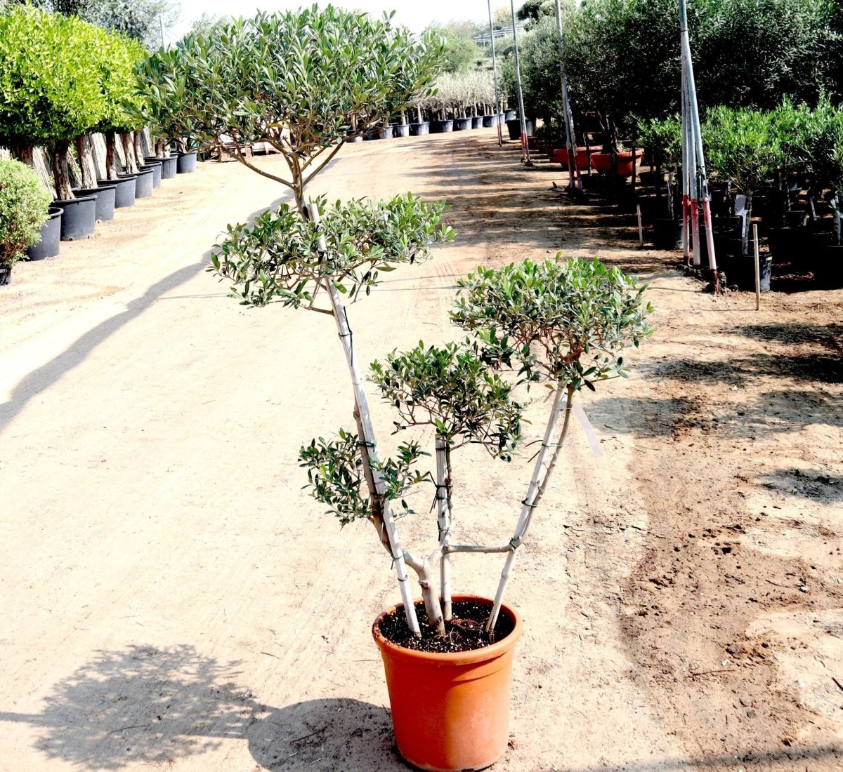 Olive Multihead | Multihead Olea Europea 1.0m - 1.2m شجرة زيتون - Greensouq - 