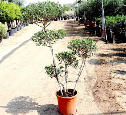 Olive Multihead | Multihead Olea Europea 1.0m - 1.2m شجرة زيتون - Greensouq - 