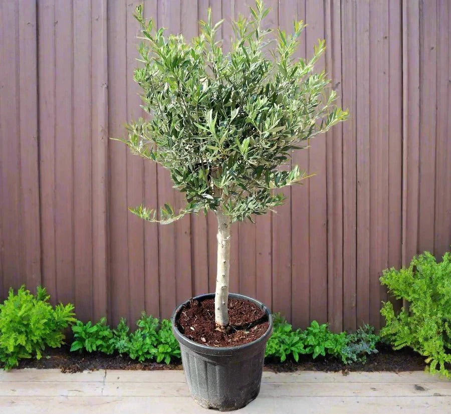 Olive Bonsai Tree | Olive Single Head Bonsai 0.8 - 1.0m | شجرة زيتون - Greensouq -
