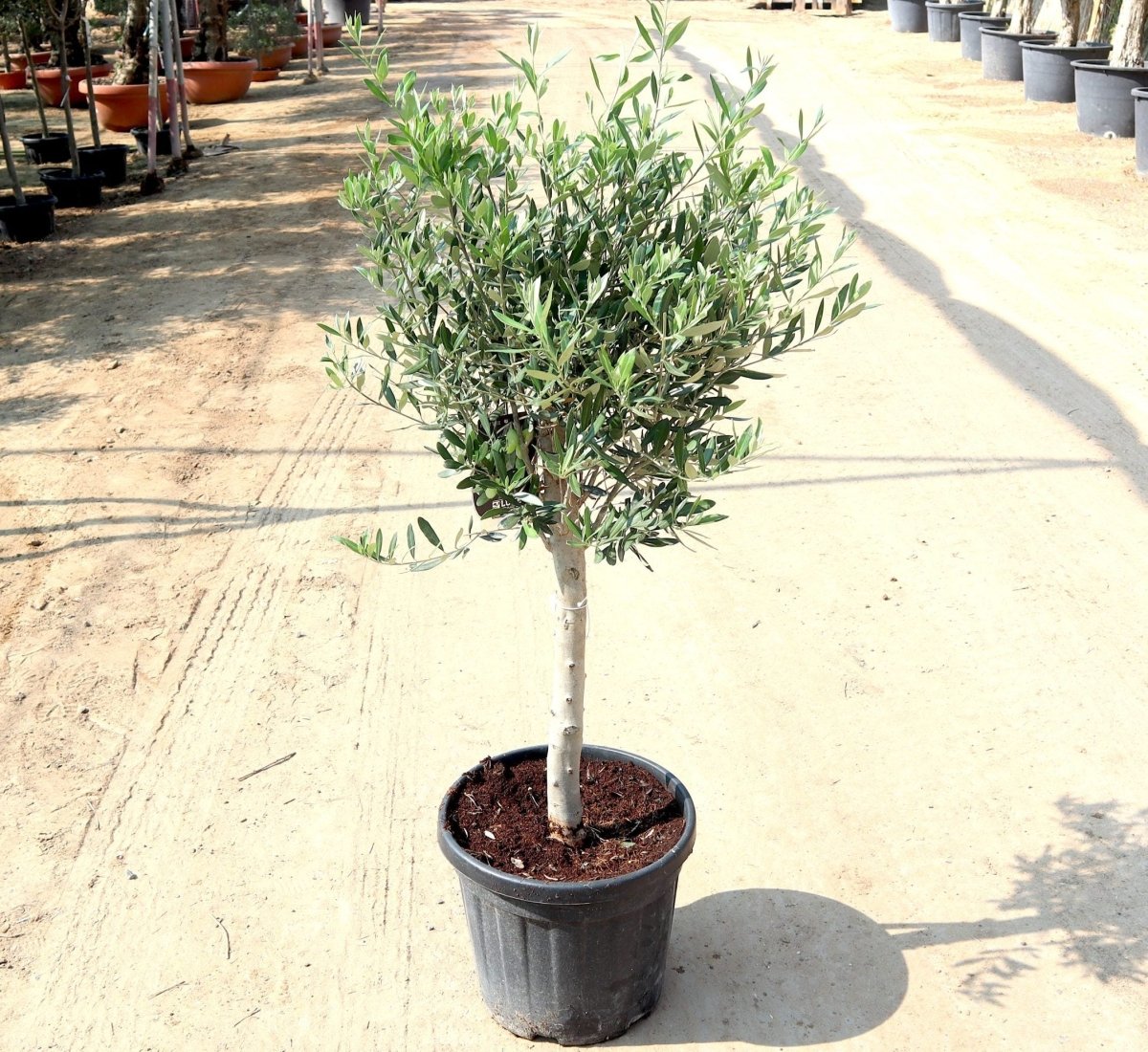 Olive Bonsai Tree | Olive Single Head Bonsai 0.8 - 1.0m | شجرة زيتون - Greensouq -