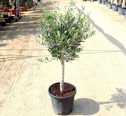 Olive Bonsai Tree | Olive Single Head Bonsai 0.8 - 1.0m | شجرة زيتون - Greensouq -