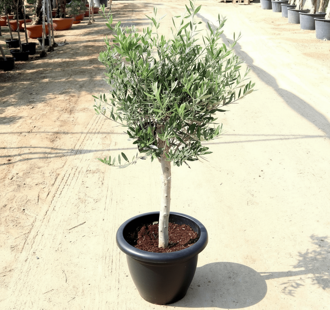 Olive Bonsai Tree | Olive Single Head Bonsai 0.8 - 1.0m | شجرة زيتون - Greensouq -