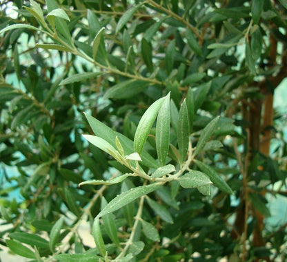 Olive Bonsai Tree | Olive Single Head Bonsai 0.8 - 1.0m | شجرة زيتون - Greensouq -
