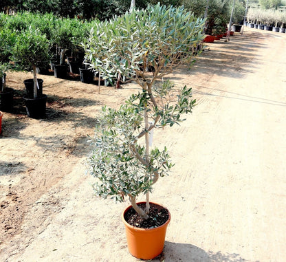 Spiral Olive Tree | Olive Spiral Shape | Spiral Olea Europea 1.0m - 1.2m شجرة زيتون - Greensouq -