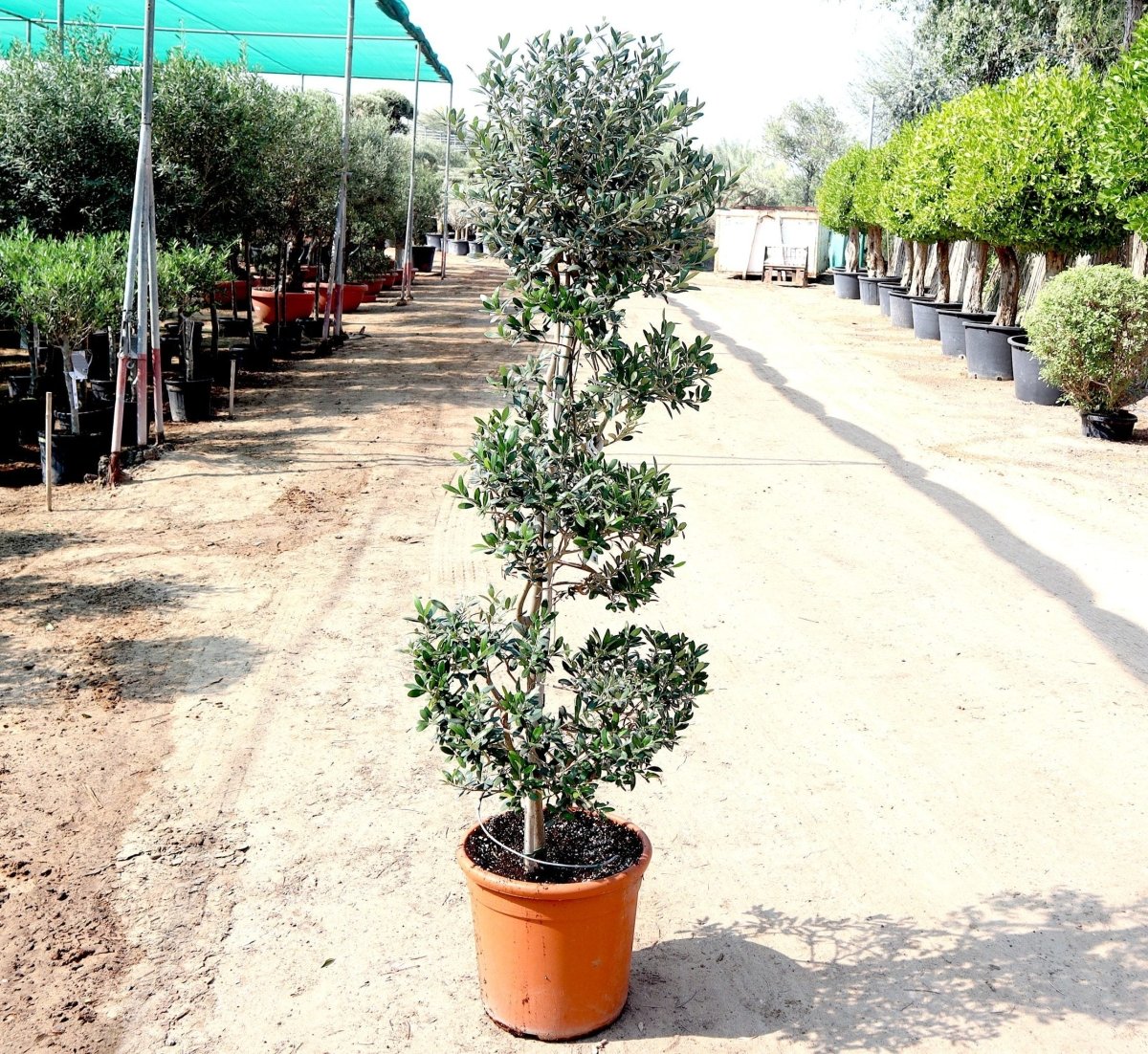 Spiral Olive Tree | Olive Spiral Shape | Spiral Olea Europea 1.0m - 1.2m شجرة زيتون - Greensouq -