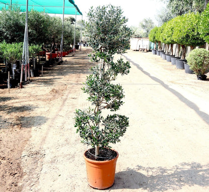 Spiral Olive Tree | Olive Spiral Shape | Spiral Olea Europea 1.0m - 1.2m شجرة زيتون - Greensouq -