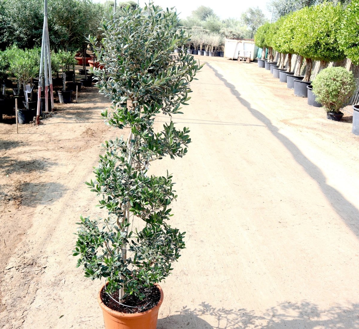 Spiral Olive Tree | Olive Spiral Shape | Spiral Olea Europea 1.0m - 1.2m شجرة زيتون - Greensouq -