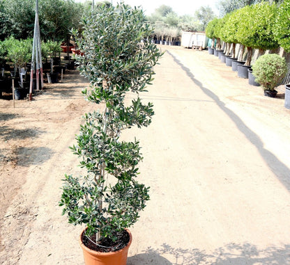 Spiral Olive Tree | Olive Spiral Shape | Spiral Olea Europea 1.0m - 1.2m شجرة زيتون - Greensouq -