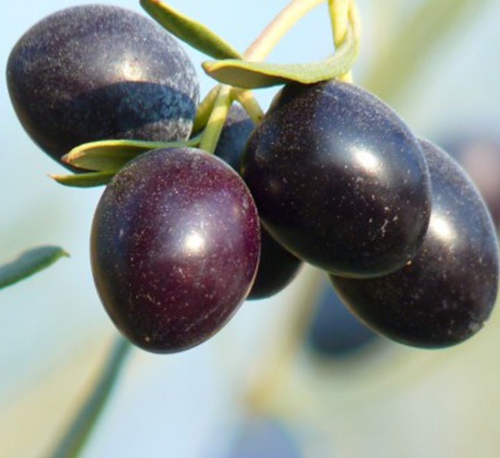 Spiral Olive Tree | Olive Spiral Shape | Spiral Olea Europea 1.0m - 1.2m شجرة زيتون - Greensouq -