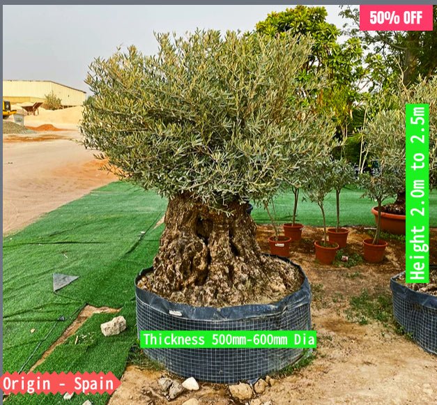 Olive Tree Olea Europaea Thick Trunk 2.0 - 2.5m Height 500mm - 600mm Dia - Greensouq - 