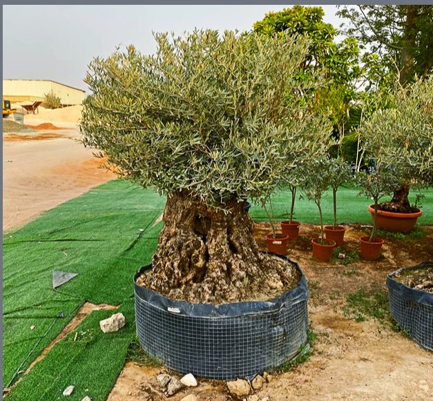 Olive Tree Olea Europaea Thick Trunk 2.0 - 2.5m Height 500mm - 600mm Dia - Greensouq - 