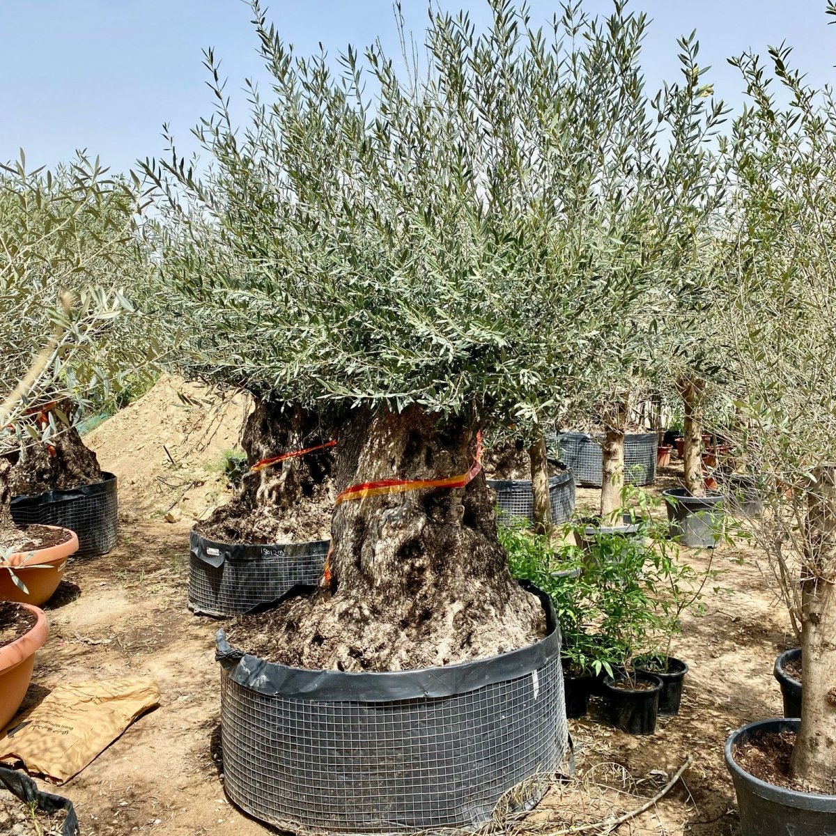 Olive Tree Olea Europaea Thick Trunk 2.0 - 2.5m Height 500mm - 600mm Dia - Greensouq - 