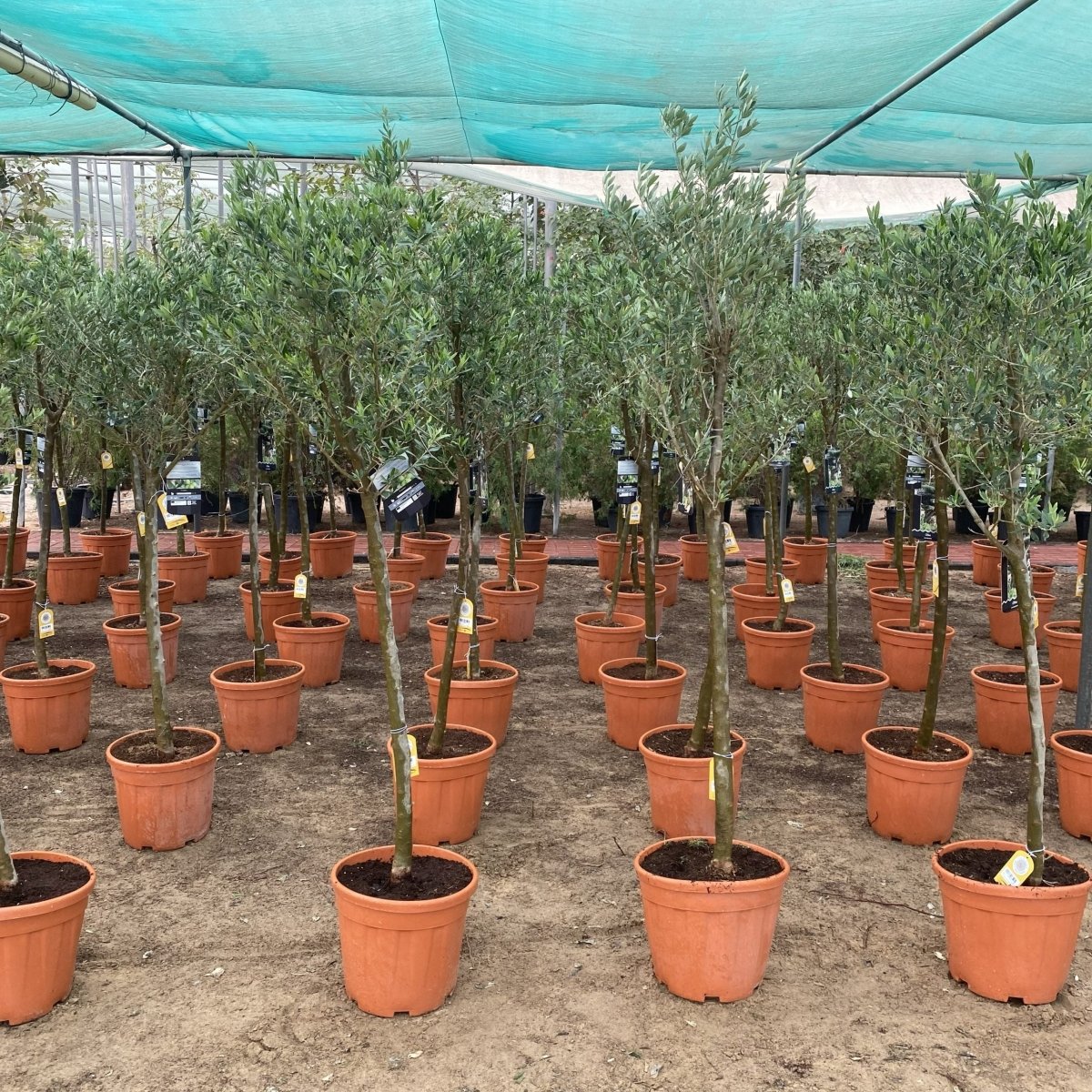 Olive Tree Shape | Olea Europea 1.8 - 2.0m / 30 - 40mm 18 Ltr | شجرة زيتون - Greensouq - 