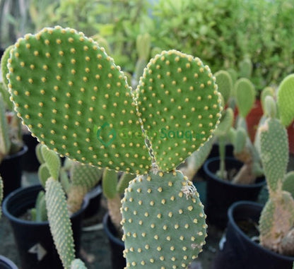 Opuntia Ficus Indica “Barbary or Indian Fig” 40 - 60cm - Greensouq - 