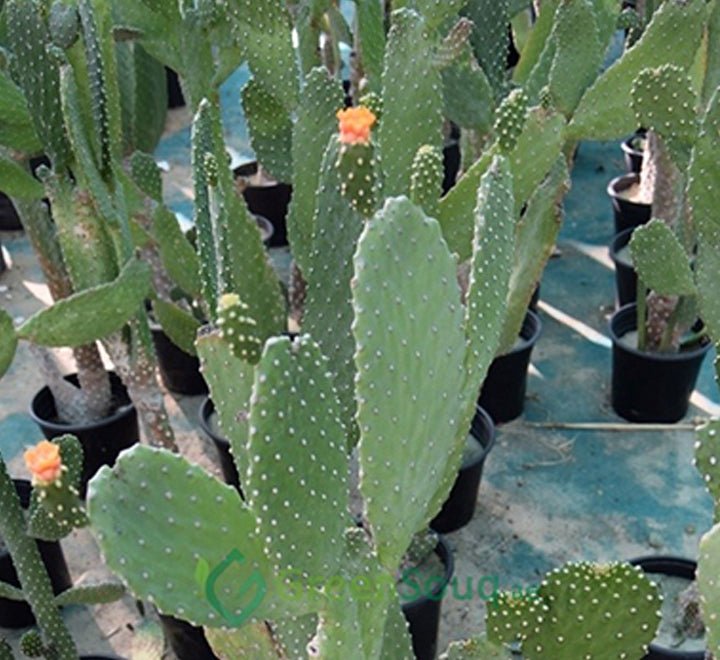 Opuntia Ficus Indica “Barbary or Indian Fig” 40 - 60cm - Greensouq - 