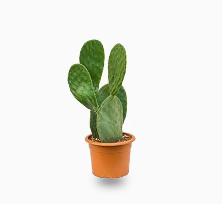 Opuntia Ficus Indica “Barbary or Indian Fig” 40 - 60cm - Greensouq - 